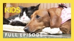 Unlikely Animal Friends Full Episode ?? ? | Love at First Sight | @natgeokids