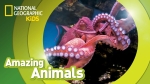 Giant Pacific Octopus ? | Amazing Animals