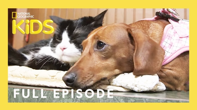 Unlikely Animal Friends Full Episode ?? ? | Love at First Sight | @natgeokids